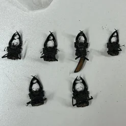 Tradera 6 st. Döda skalbaggar> Övrig Antik & Design