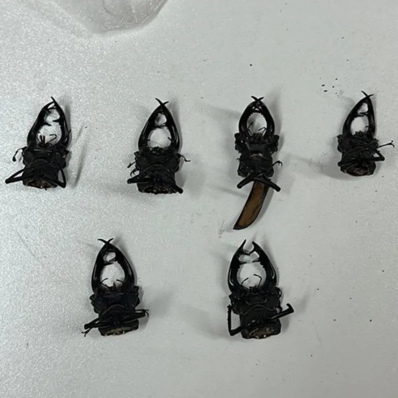 Tradera 6 st. Döda skalbaggar> Övrig Antik & Design