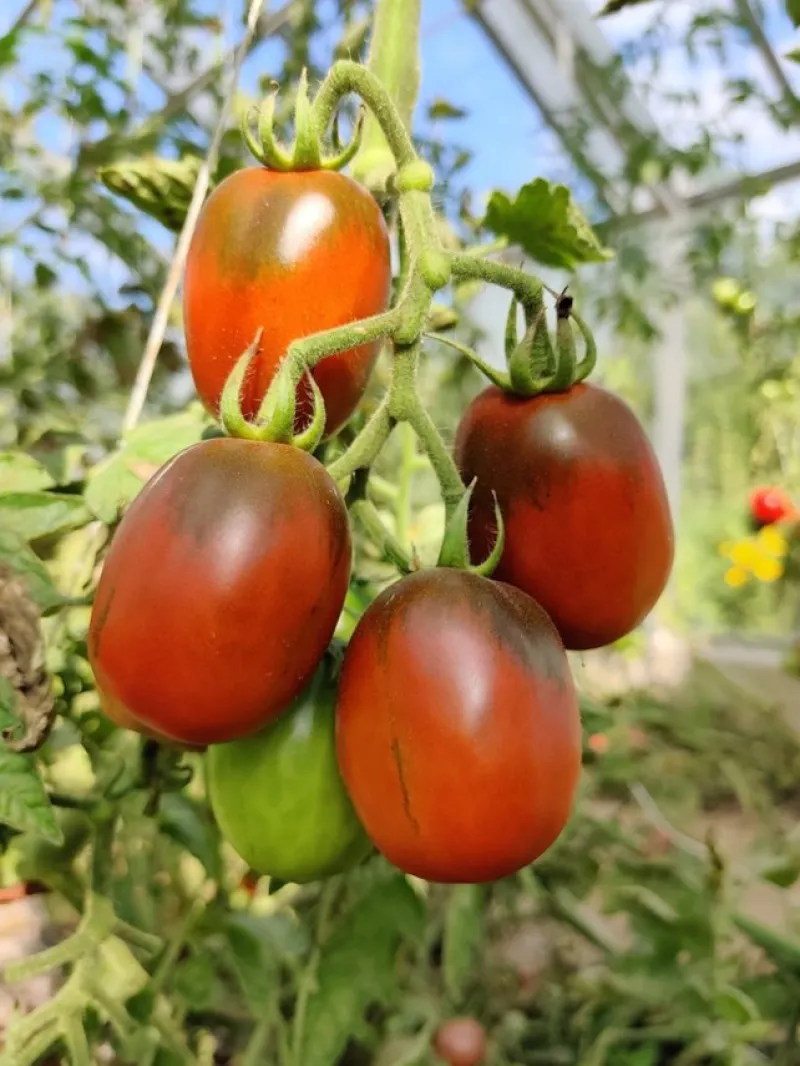 Tradera Trädgård & Växter<5 tomatfrön Black Plum tomat frö