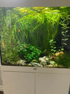 Tradera Akvarieväxter Vallisneria stort paket växter till akvarium^ Övrig Hobby