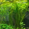 Tradera Akvarieväxter Vallisneria höga växter till akvarium^ Övrig Hobby