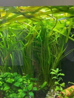 Tradera Akvarieväxter Vallisneria höga växter till akvarium^ Övrig Hobby