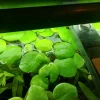Tradera Husdjurstillbehör<Amazon Frogbit