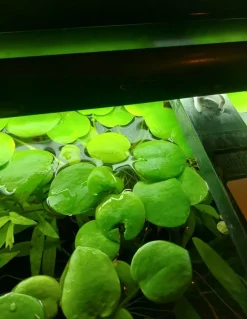 Tradera Husdjurstillbehör<Amazon Frogbit