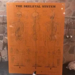 Tradera Anatomisk plansch - Skelettet> Övrig Antik & Design