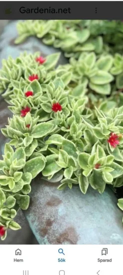 Tradera Krukor & Odlingssystem<Apatinia cordifolia