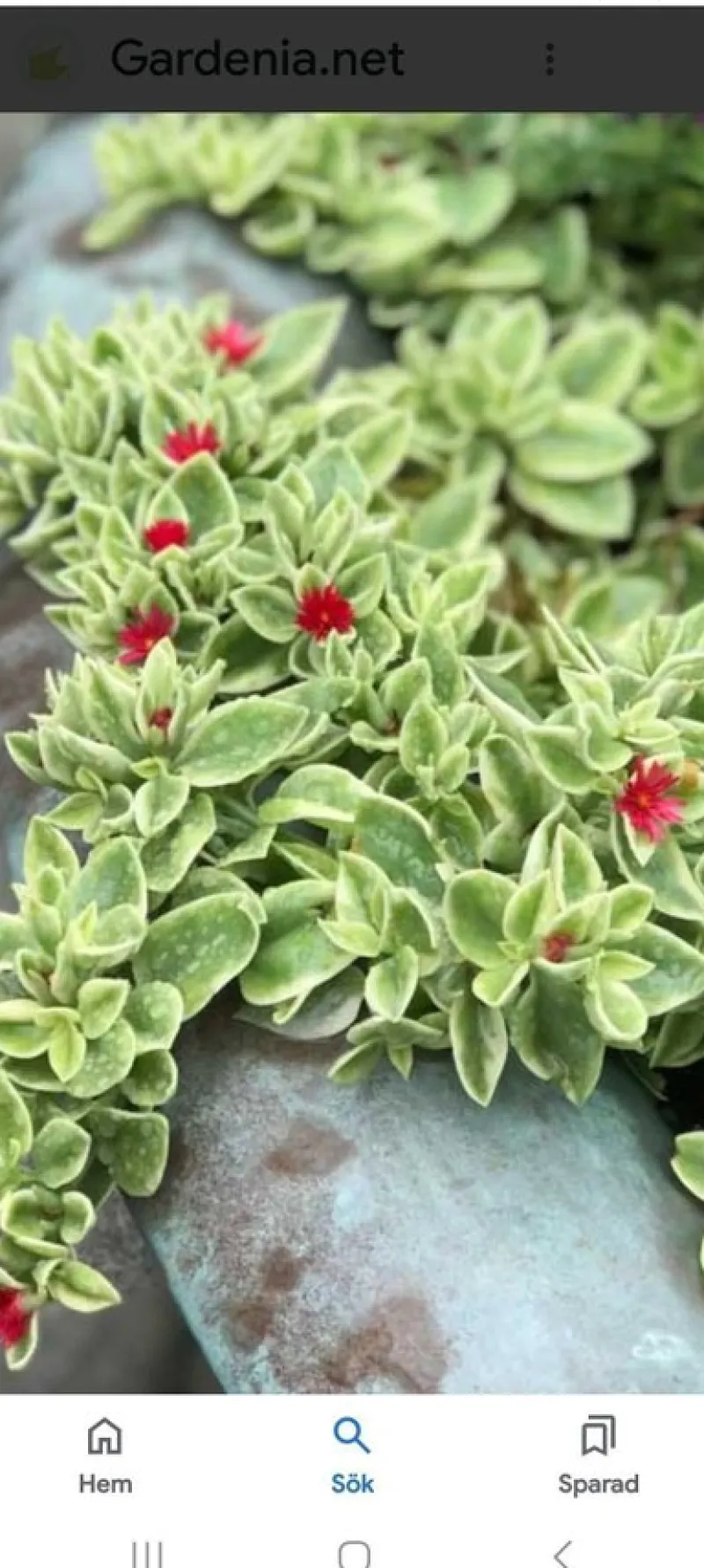 Tradera Krukor & Odlingssystem<Apatinia cordifolia