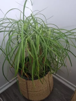 Tradera Växter & Frön<Beaucarnea recurvata (Elefantfot)