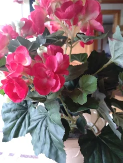 Tradera Växter & Frön<Begonia naturtrogen med ytterkruka ,ej levande