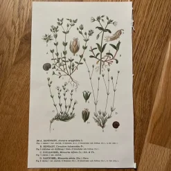 Tradera Botaniska planscher> Planschverk & Illustrerade Böcker