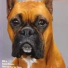 Tradera Boxers: A Complete Pet Owner's Manual av Johanna Thiel> Husdjursböcker
