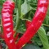 Tradera Växter & Frön<Capsicum annuum 'Lombardo' - Chili / Sötpeppar