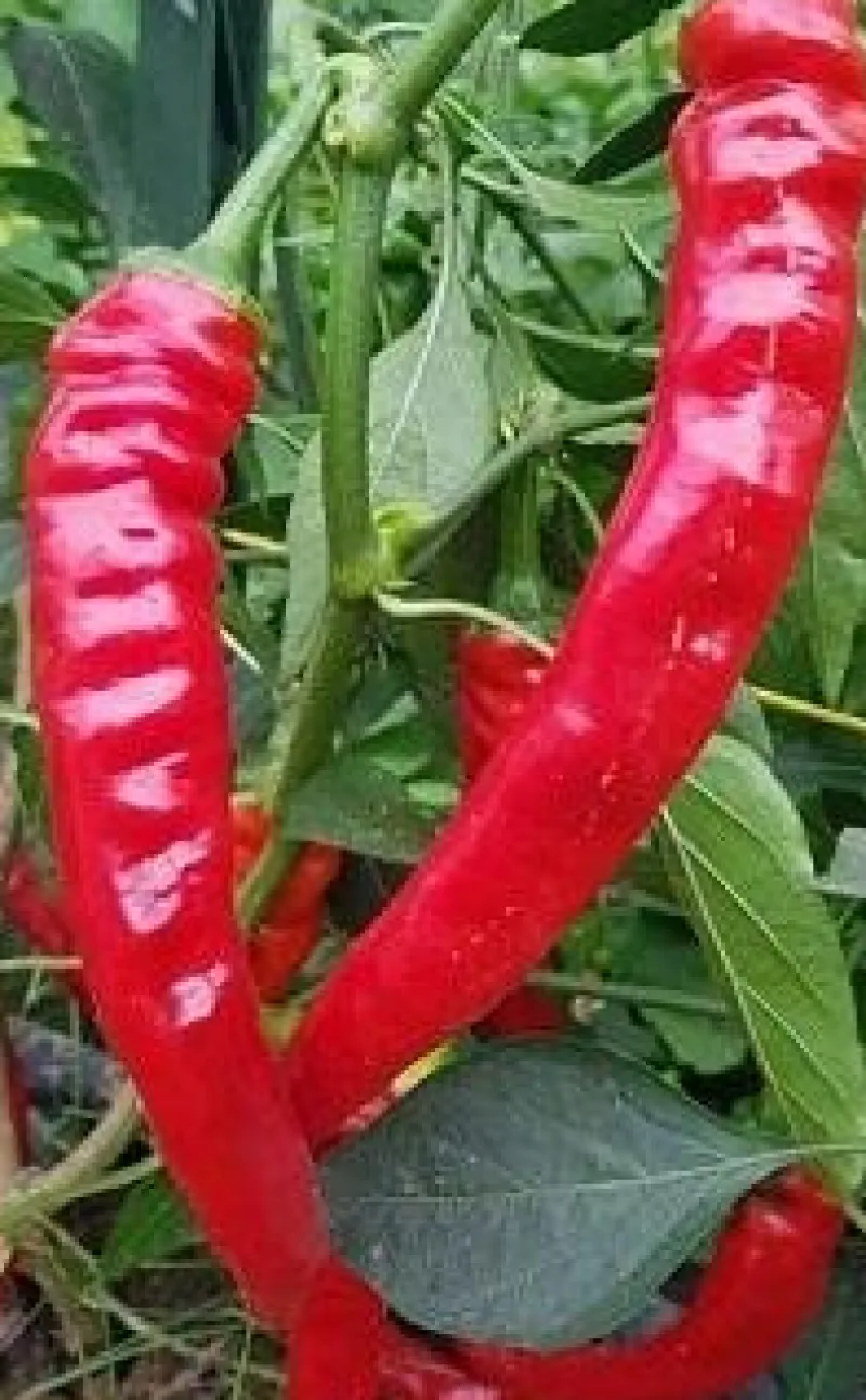 Tradera Växter & Frön<Capsicum annuum 'Lombardo' - Chili / Sötpeppar