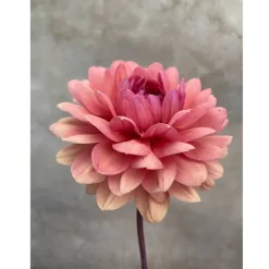 Tradera Konstgjorda Växter<Chateau de la bourdaisiere - knöl