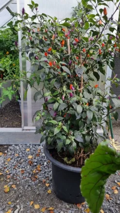 Tradera Växter & Frön<Chili Blue Christmas 10 frön