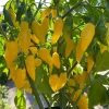 Tradera Växter & Frön<Chili Hot Lemon frö