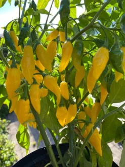 Tradera Växter & Frön<Chili Hot Lemon frö