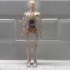 Tradera Medicinska Prylar<3D Mänsklig Kropp Torso Modell för Barn Anatomi Skelett