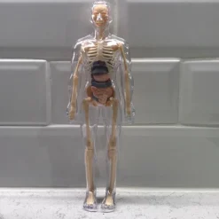 Tradera Medicinska Prylar<3D Mänsklig Kropp Torso Modell för Barn Anatomi Skelett