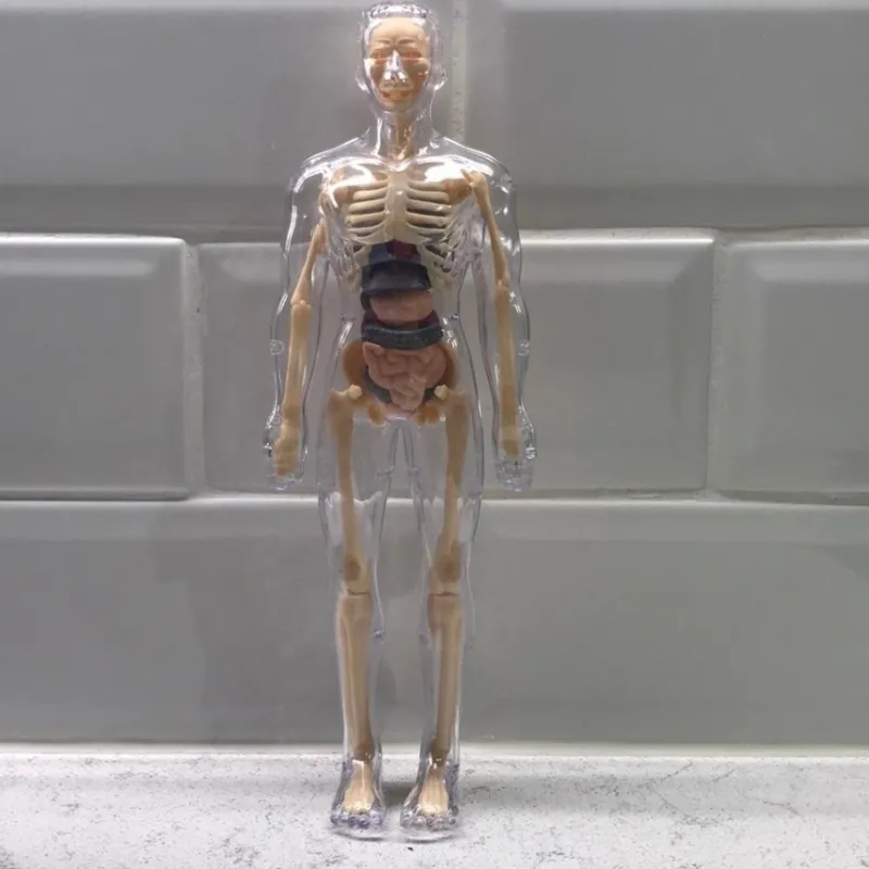 Tradera Medicinska Prylar<3D Mänsklig Kropp Torso Modell för Barn Anatomi Skelett