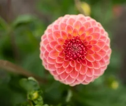 Tradera Växter & Frön<Dahlia Hillcrest Suffusion knöl