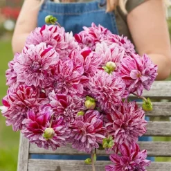 Tradera Växter & Frön<Dahlia Ida Mae knöl