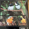 Tradera Djurens liv i färg: Fåglar 1 & 2> Naturalia