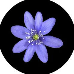 Tradera Domännamn<Domännamn: blåsippa.se