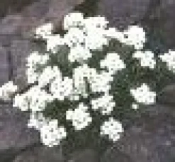 Tradera Växter & Frön<Draba dovrensis 'Kongsvall' - Draba