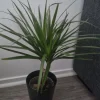 Tradera Växter & Frön<Dracena Marginata krukväxt