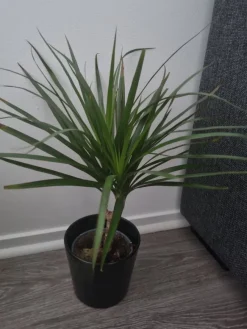 Tradera Växter & Frön<Dracena Marginata krukväxt