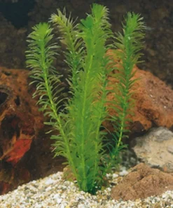 Tradera Husdjurstillbehör<Egeria Densa, Vattenpest, bunt (5 skott)