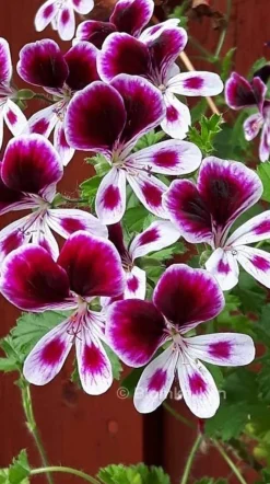 Tradera Växter & Frön<EVA Mosquitawy - OROTAD topp el stamstickling - spårbara leveranser