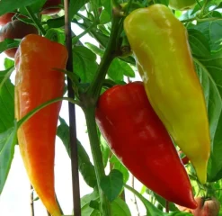 Tradera Växter & Frön<Ferenc Tender 20 frön paprika egenodlad ekologiskt i Västerbotten