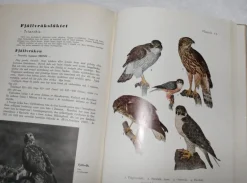 Tradera Fågelboken - Sveriges fåglar i ord och bild - 546 sidor av H Rendahl 1935, 1:a> Naturalia