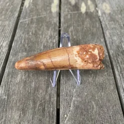 Tradera Fossil tand från Spinosaurus, Väldigt stor och hög kvalité!> Arkeologi