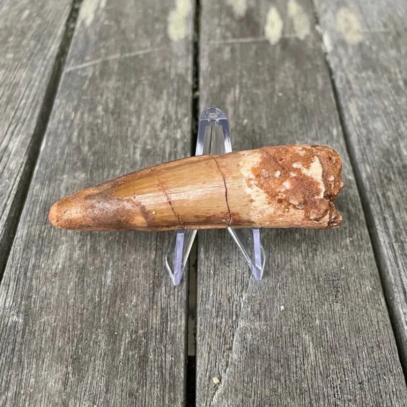 Tradera Fossil tand från Spinosaurus, Väldigt stor och hög kvalité!> Arkeologi