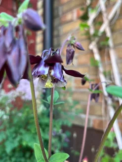 Tradera Trädgård & Växter<Frö: Mix akleja ca 1/2 krm frön