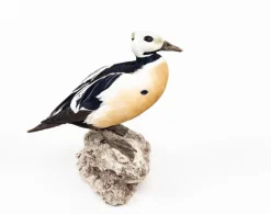 Tradera Jakt<För samlaren - Uppstoppad fågel - Alförrädare (Polysticta stelleri)