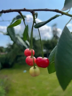 Tradera Växter & Frön<Frö: Surkörsbär ca 10 frö