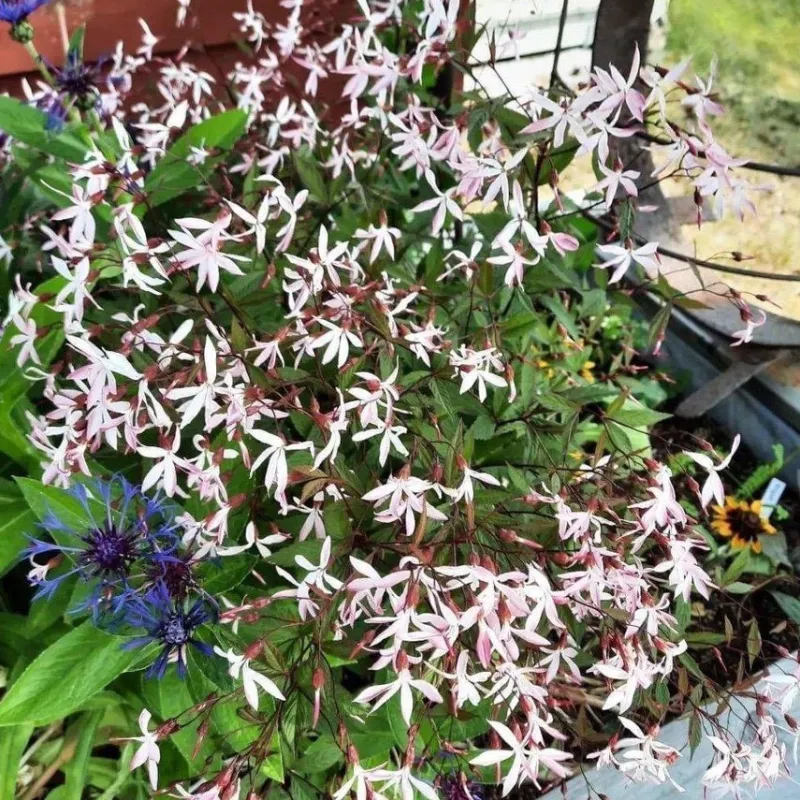 Tradera Trädgård & Växter<Frö: Trebladsspirea - Gillenia - ca 10 st