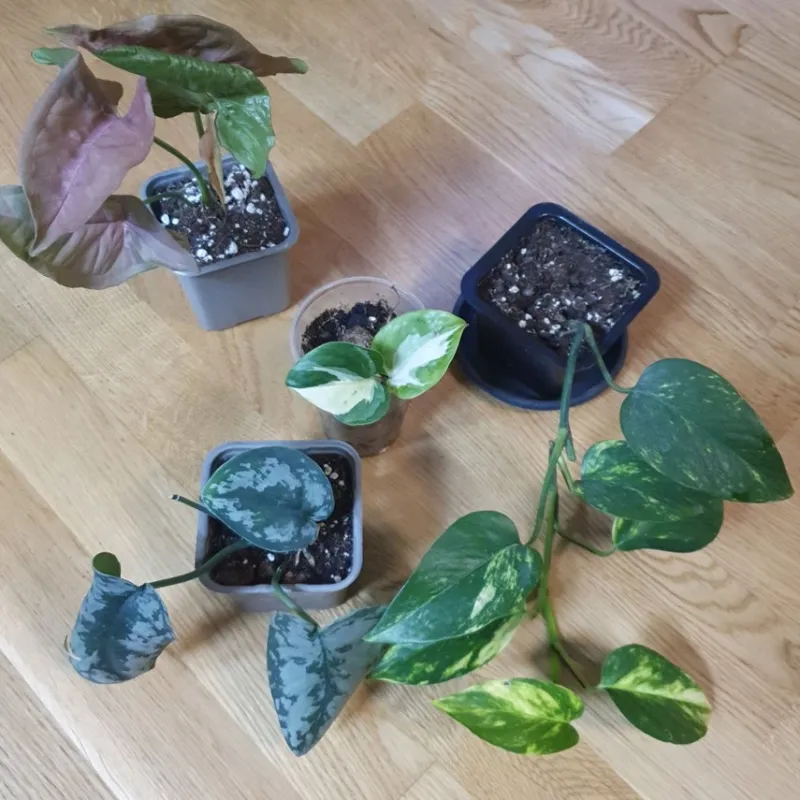 Tradera Växthus & Drivhus<Försäljning av olika krukväxter