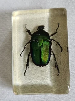 Tradera Kuriosa<Gräsgrön guldbagge ingjuten i plast.