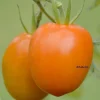 Tradera Växter & Frön<Grusha Oranzhevaya orange vacker tomat.
