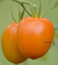 Tradera Växter & Frön<Grusha Oranzhevaya orange vacker tomat.