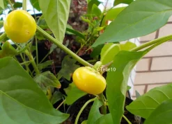 Tradera Växter & Frön<Gul bärpeppar, rikbärande ganska het. 10 frö