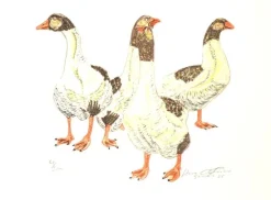 Tradera Hasse Andersson (gåsamålaren) - ^ Grafik & Teckningar