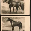 Tradera Allmänna Motiv<Hästar, 2 st vykort profilbilder (ofr ca år 1940tal)