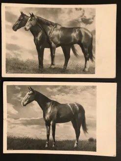 Tradera Allmänna Motiv<Hästar, 2 st vykort profilbilder (ofr ca år 1940tal)