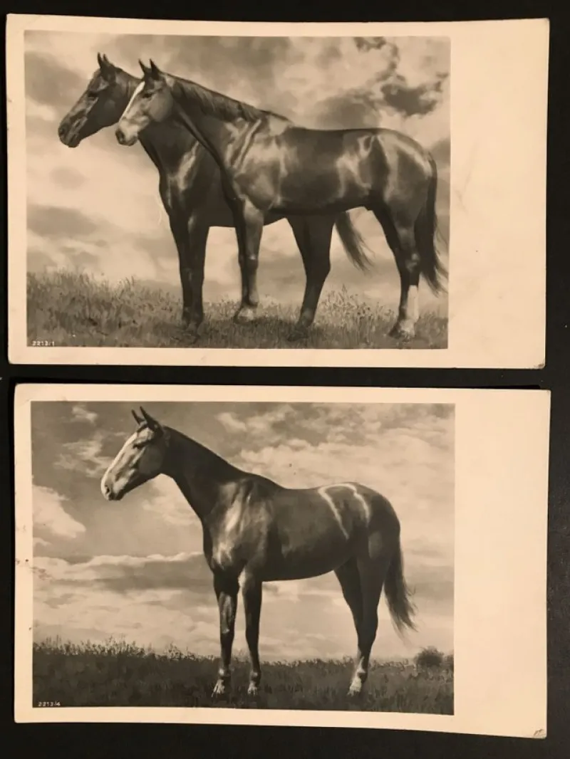 Tradera Allmänna Motiv<Hästar, 2 st vykort profilbilder (ofr ca år 1940tal)